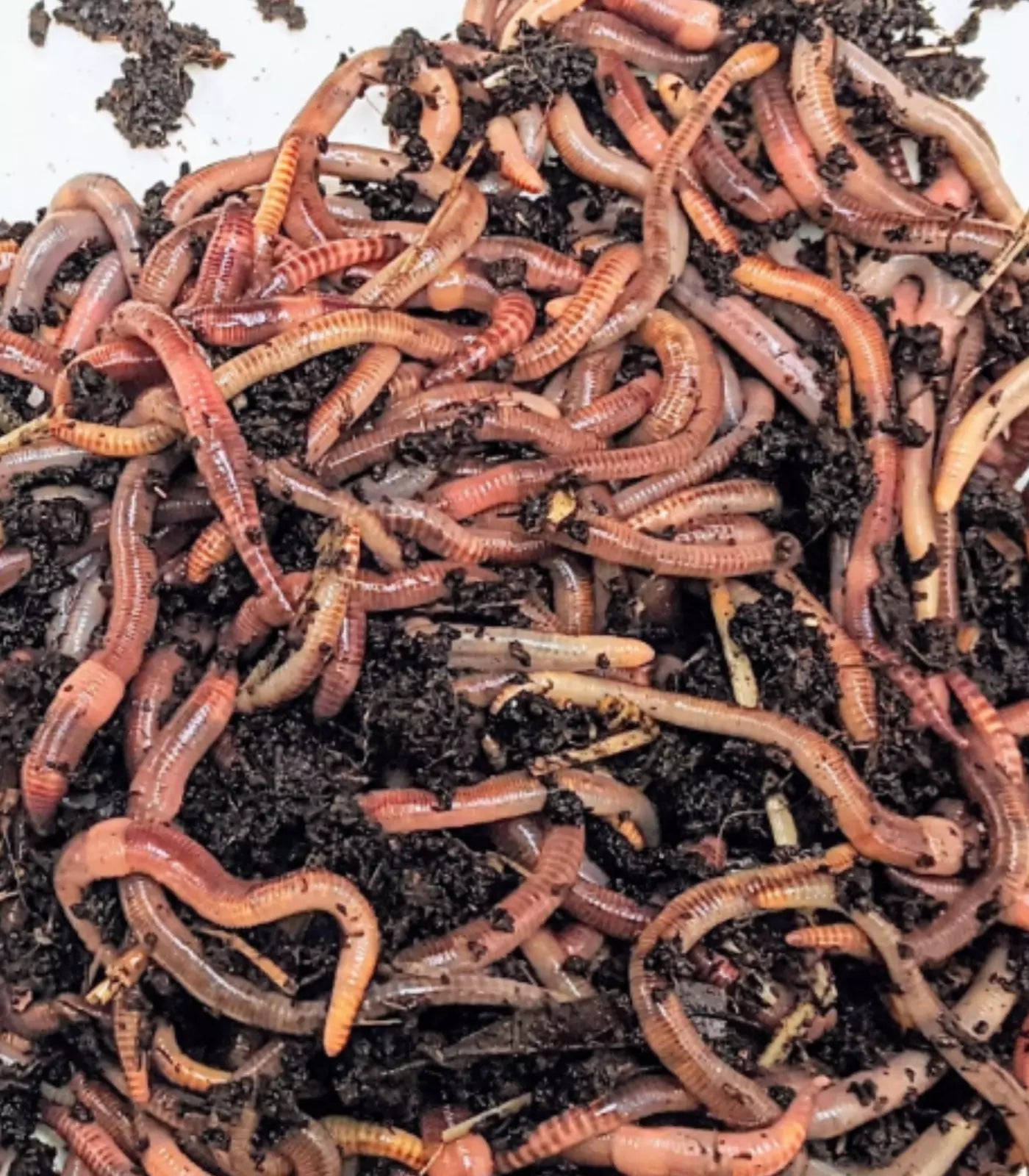 Pure red wigglers
eisenia fetida
European Nightcrawler
fishing worms
live bait
worms for sale
live worms
composting worms
compost worms