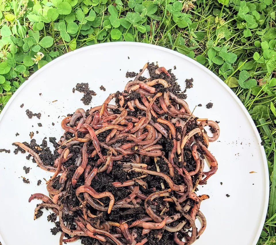 European Nightcrawler, Worms, live worms, composting worms for sale, red wigglers
Pure red wigglers
eisenia fetida
European Nightcrawler
fishing worms
live bait
worms for sale
live worms
composting worms
compost worms