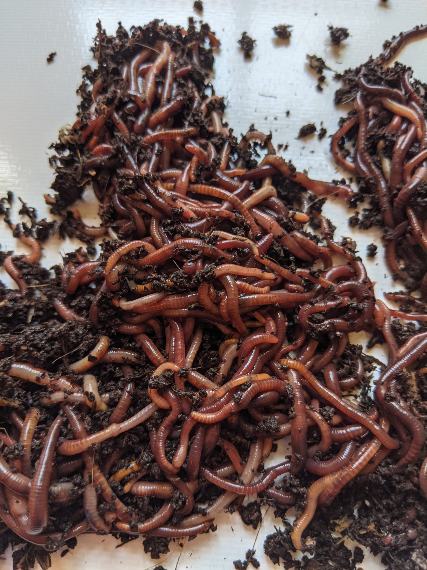 1 Pound (Approx 500-750 Ct.) Worm Composting mix