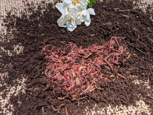 Pure red wigglers
eisenia fetida
worms for sale
live worms
composting worms
compost worms