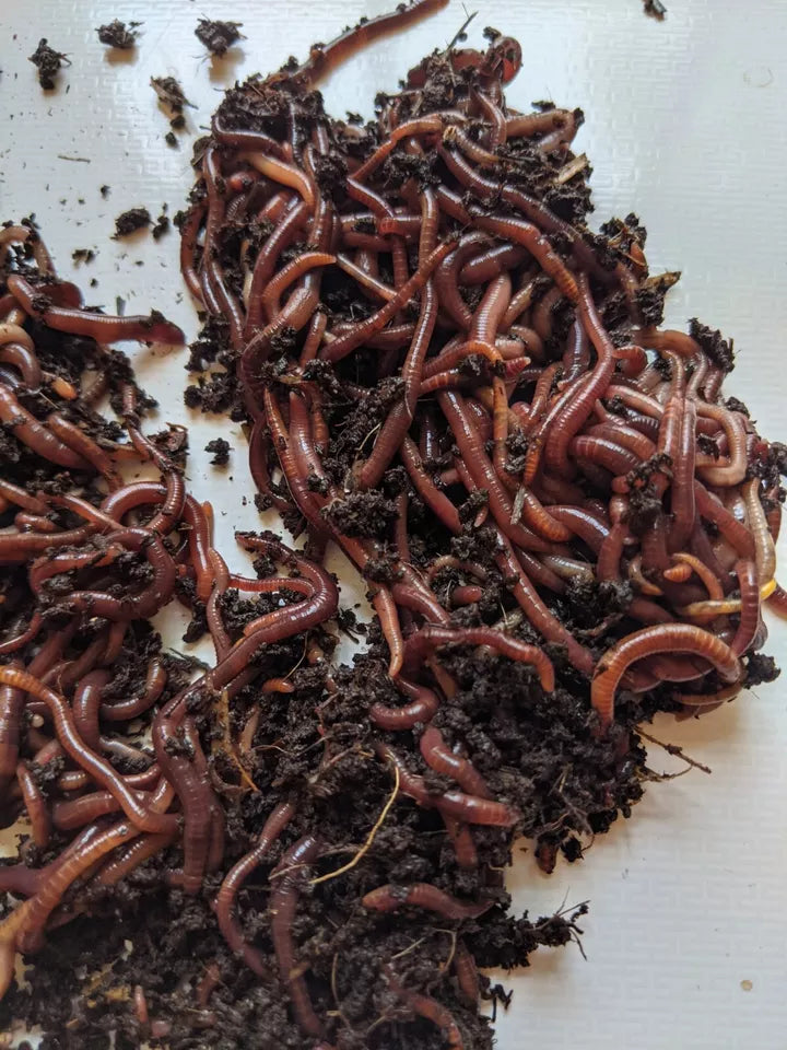 Pure red wigglers
eisenia fetida
worms for sale
live worms
composting worms
compost worms