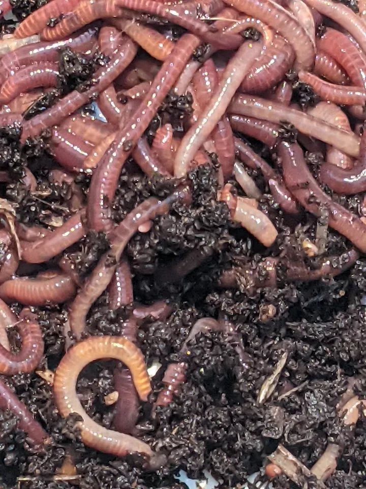 Pure red wigglers
eisenia fetida
worms for sale
live worms
composting worms
compost worms