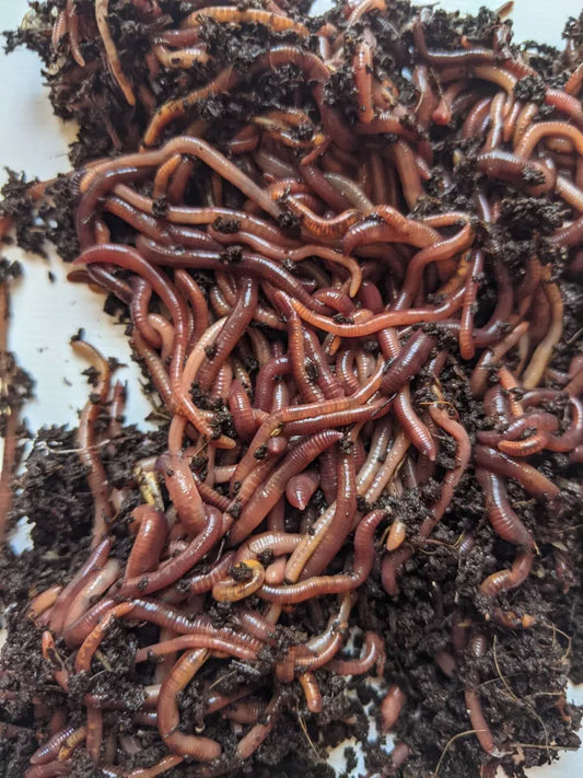 Pure red wigglers
eisenia fetida
European Nightcrawler
fishing worms
live bait
worms for sale
live worms
composting worms
compost worms