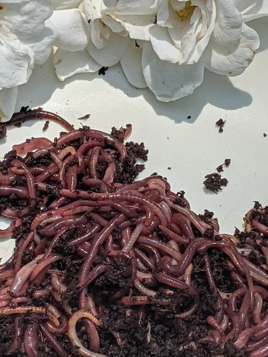 Composting worms, European night crawler, red wigggler